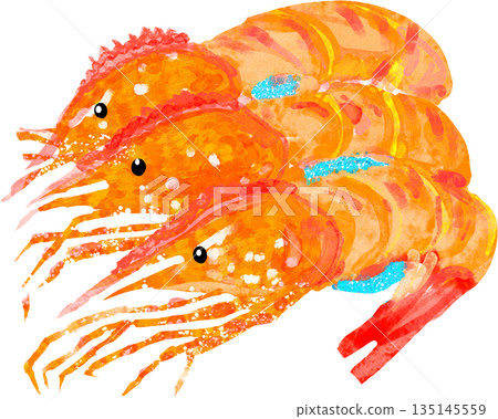 一隻紐帶蝦的插圖 一隻紐帶蝦的插圖 135145559