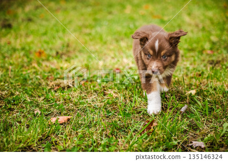Brown Australian Shepherd puppy with white paws walks on green grass in autumn park, focused and curious Brown Australian Shepherd puppy with white paws walks on green grass in autumn park, focused and curious 135146324