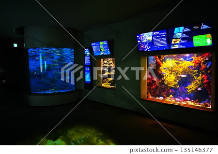 Aquarium scenery 135146377