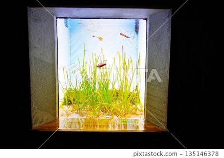 Aquarium tank Aquarium tank 135146378