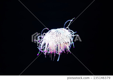 Hanagasa jellyfish 135146379