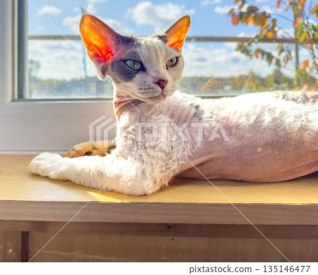 Cat basking in morning sunshine, Sleeping cat enjoying warm daylight glow Cat basking in morning sunshine, Sleeping cat enjoying warm daylight glow 135146477