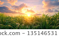 Sunset Serenity Vibrant Meadow at Golden Hour 135146531