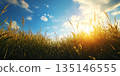 Stunning Sunset Golden Hour Meadow Landscape Photography 135146555