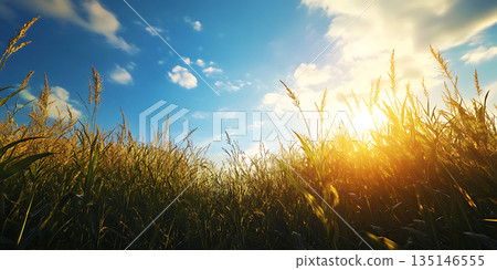 Stunning Sunset Golden Hour Meadow Landscape Photography 135146555