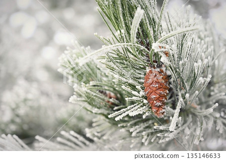 Frost on branches. Beautiful winter seasonal natural background. Frozen evergreen tree a pine tree. Frost on branches. Beautiful winter seasonal natural background. Frozen evergreen tree a pine tree. 135146633