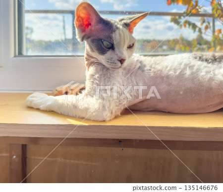 Cat basking in morning sunshine, Sleeping cat enjoying warm daylight glow Cat basking in morning sunshine, Sleeping cat enjoying warm daylight glow 135146676