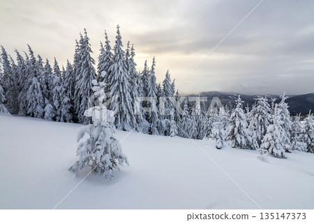 Beautiful winter mountain landscape. Tall dark green spruce trees covered with snow on mountain peaks and cloudy sky background. Beautiful winter mountain landscape. Tall dark green spruce trees covered with snow on mountain peaks and cloudy sky background. 135147373