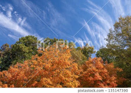 Autumn forest leaves landscape on autumnal background. Colorful foliage in the park Autumn forest leaves landscape on autumnal background. Colorful foliage in the park 135147390