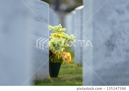 Army veteran cemetery with white headstones. Tombs of retired military soldiers. Memorial Day concept 135147398