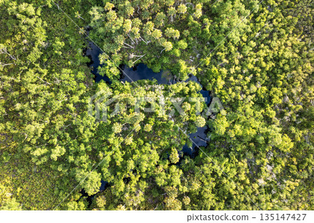 Aerial view of wild tropical nature with dense green rainforest. Florida jungles with palm trees, wetland river and vegetation in southern USA 135147427