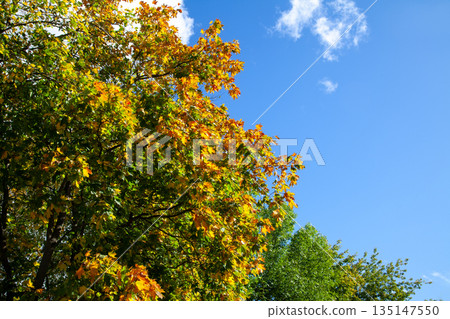 Autumn maple leaves against bright blue sky 135147550