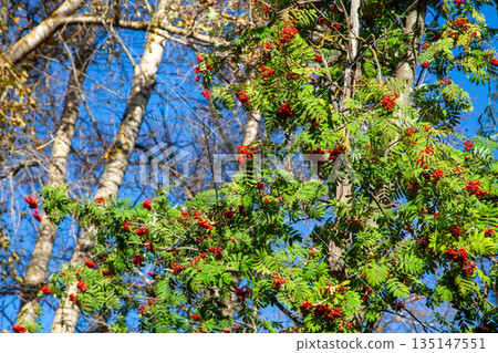 Red rowan berries and green leaves against blue sky 135147551