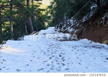 Snowy Forest Path Through Pine Trees on a Quiet Mountain Trail with Footprints Snowy Forest Path Through Pine Trees on a Quiet Mountain Trail with Footprints 135147619