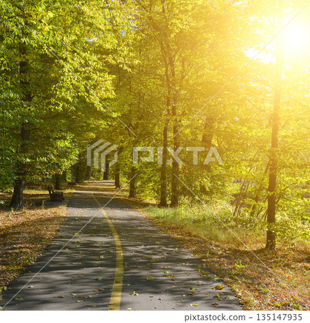 Serene Asphalt Path Winding Through Lush Green Forest with Golden Sunlight Streaming Through Trees in Peaceful Autumn Park Setting Featuring Fallen Leaves and Distant Horizon for Nature Walk 135147935
