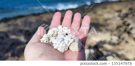 A hand holding several pieces of white coral rodolith resembling popcorn at Fuerteventura Popcorn beach near Corallejo A hand holding several pieces of white coral rodolith resembling popcorn at Fuerteventura Popcorn beach near Corallejo 135147978