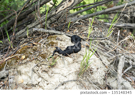black grass snake is basking in the sand in the sun at the edge of the forest Natrix natrix 135148345