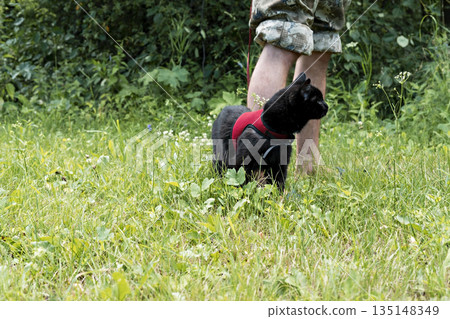 Black cat in a red harness near the owner's male legs walking on a green lawn Black cat in a red harness near the owner's male legs walking on a green lawn 135148349