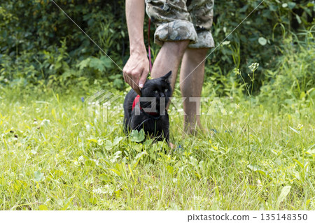 young man walking with black cat in red harness on green grass, friendship pet love and care, outdoor young man walking with black cat in red harness on green grass, friendship pet love and care, outdoor 135148350