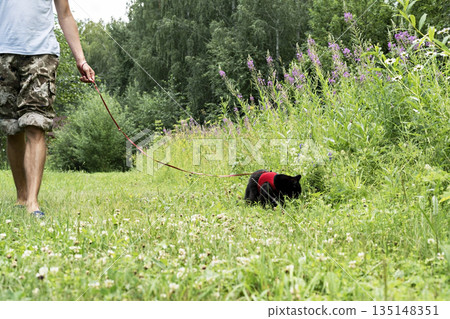 young man in cap walking with black cat in red harness on leash on green grass, friendship pet love and care 135148351