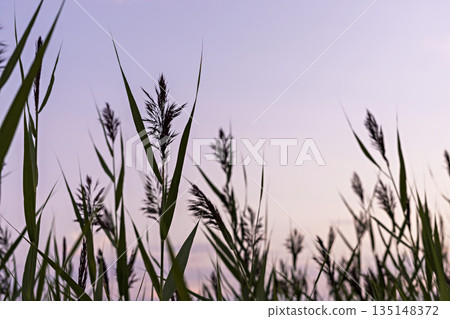 Fluffy Reed grass on the background of pink purple sky at sunset beauty in nature copy space, botanical beauty in nature Fluffy Reed grass on the background of pink purple sky at sunset beauty in nature copy space, botanical beauty in nature 135148372