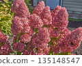 A paniculate hydrangea bush in the garden in close-up. 135148547