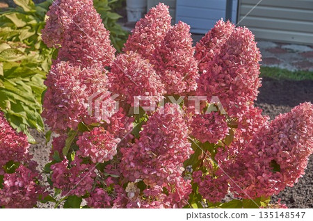 A paniculate hydrangea bush in the garden in close-up. A paniculate hydrangea bush in the garden in close-up. 135148547