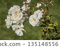 White roses in the garden. Blooming roses on a bush. 135148556