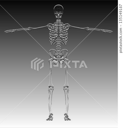 Human skeleton bones anatomy presenting in t-pose Human skeleton bones anatomy presenting in t-pose 135149187