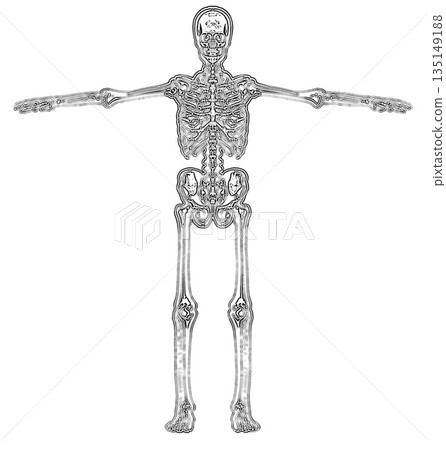 Human skeleton outline medical biology anatomy illustration Human skeleton outline medical biology anatomy illustration 135149188