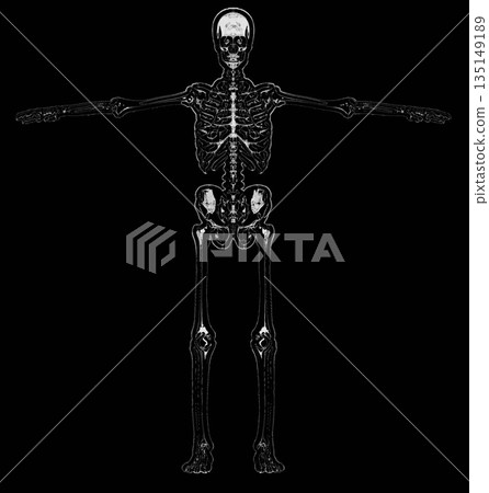 Human skeleton showing anatomy in t-pose Human skeleton showing anatomy in t-pose 135149189