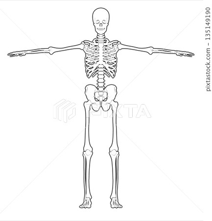Human skeleton showing anatomy in t-pose illustration Human skeleton showing anatomy in t-pose illustration 135149190