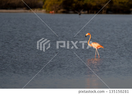 Pink flamingo wading in calm lagoon water with mangrove forest in background 135150281