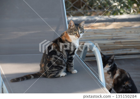 Calico cat sitting on deck chair looking at another cat 135150284