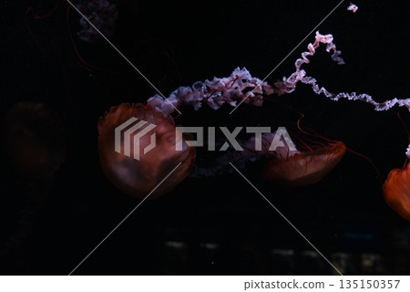 漂浮的水母 135150357