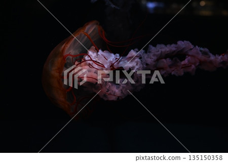 漂浮的水母 135150358