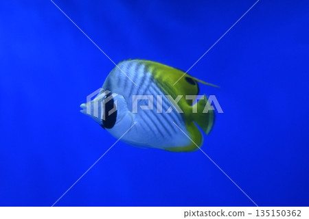 蝴蝶魚 135150362