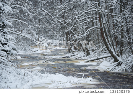 a calm winding river in a snowy forest, trees under the snow in the forest, peace and quiet, reflection on the water, without people 135150376