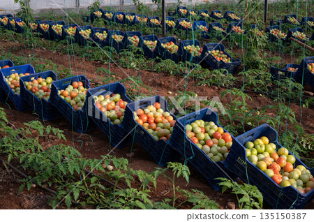 Harvested tomatoes filling blue crates in greenhouse Harvested tomatoes filling blue crates in greenhouse 135150387