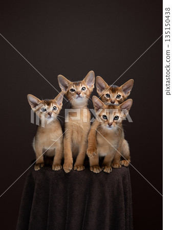 group of cute and curious abyssinian kittens 135150438