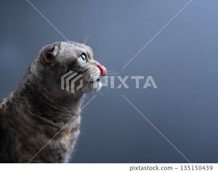 side view of hungry scottish fold cat licking mouth side view of hungry scottish fold cat licking mouth 135150439