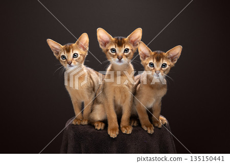 group of cute and curious abyssinian kittens group of cute and curious abyssinian kittens 135150441