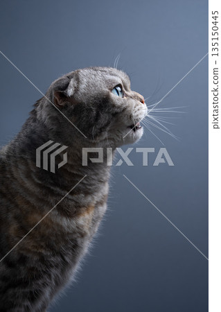 side view of scottish fold cat looking up meowing 135150445