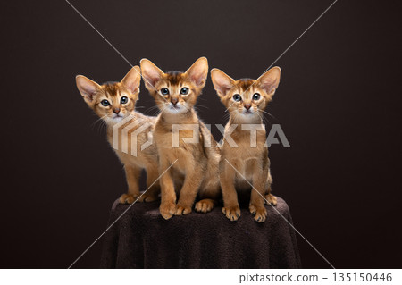group of cute and curious abyssinian kittens group of cute and curious abyssinian kittens 135150446