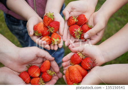 Many children's hands are holding strawberries in their hands. Many children's hands are holding strawberries in their hands. 135150541