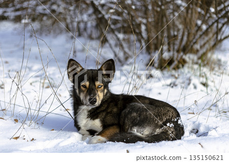 A black dog with different colored eyes lies in the snow and turns its head A black dog with different colored eyes lies in the snow and turns its head 135150621