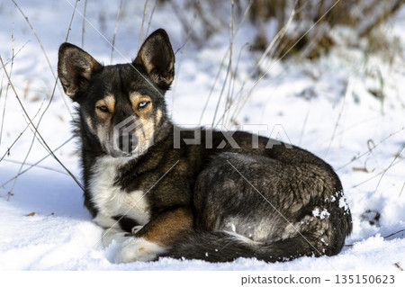 A black dog with different colored eyes lies in the snow and turns its head 135150623