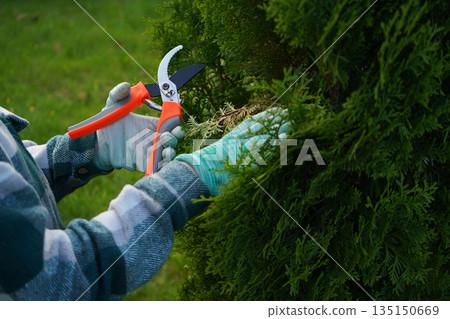 A detailed view shows the pruners jaws closing around a brittle, yellow thuja branch, guided by steady hands clothed in a soft green plaid fabric. A detailed view shows the pruners jaws closing around a brittle, yellow thuja branch, guided by steady hands clothed in a soft green plaid fabric. 135150669