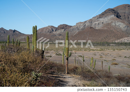 Majestic Cacti in Arid Desert Landscape Majestic Cacti in Arid Desert Landscape 135150743