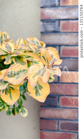 Yellow and green variegated euonymus leaves growing in front of a rustic red brick wall outdoors Yellow and green variegated euonymus leaves growing in front of a rustic red brick wall outdoors 135150764